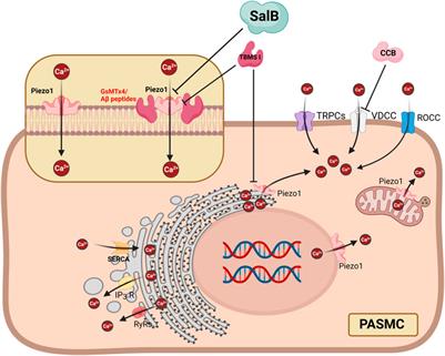 Piezo1, a novel therapeutic target to treat pulmonary arterial hypertension